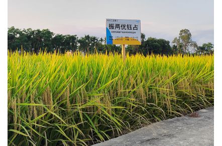 振兩優(yōu)鈺占