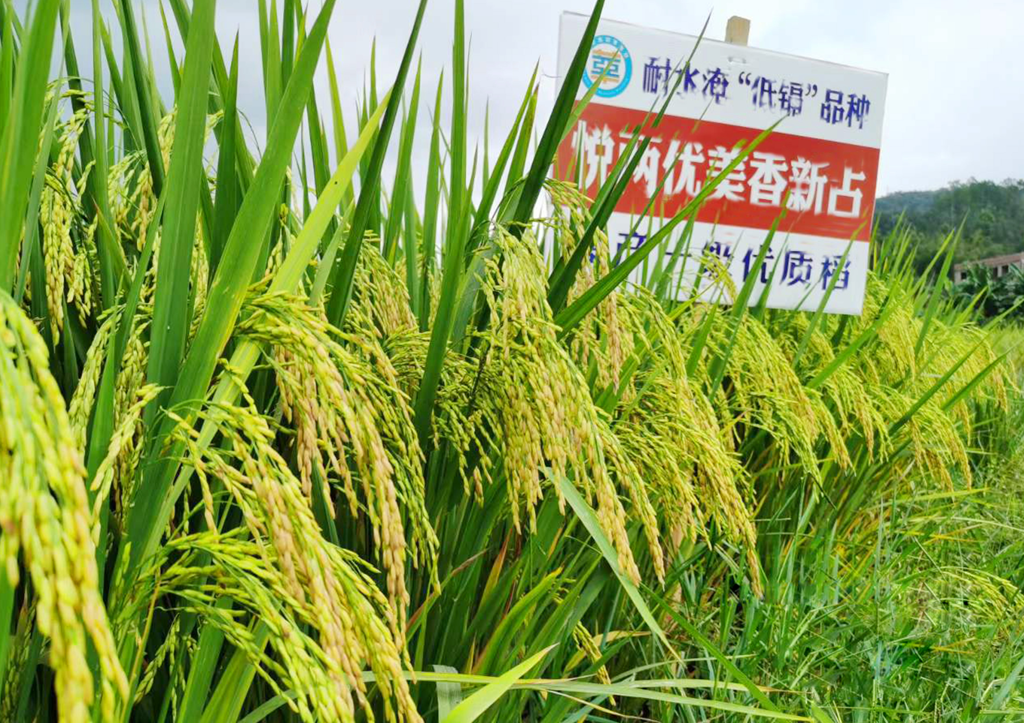 悅兩優(yōu)美香新占